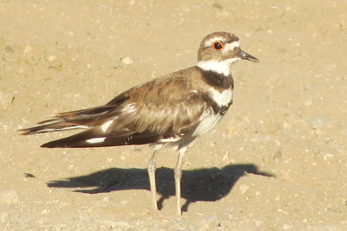 Killdeer - ML639538421
