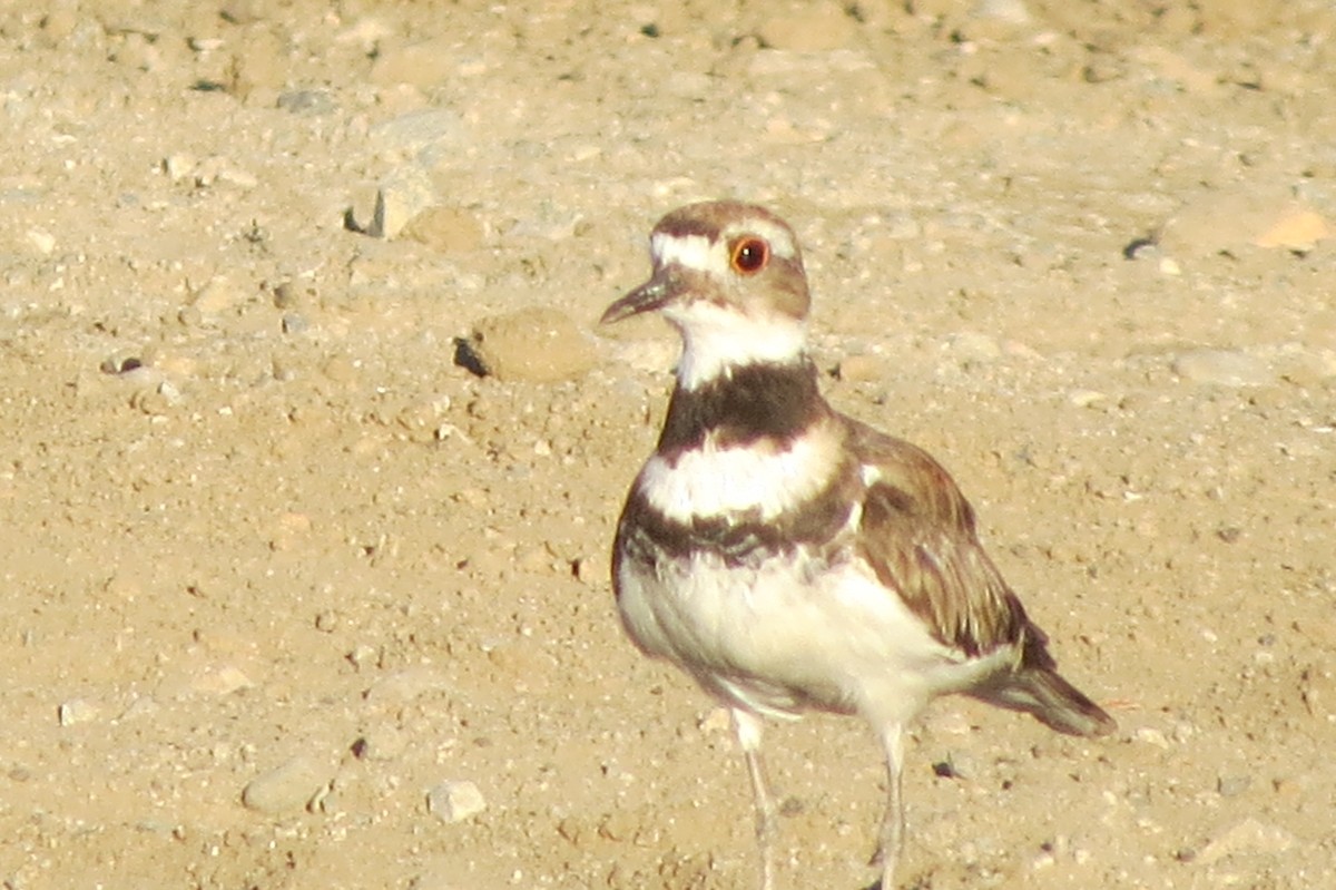 Killdeer - ML639538423