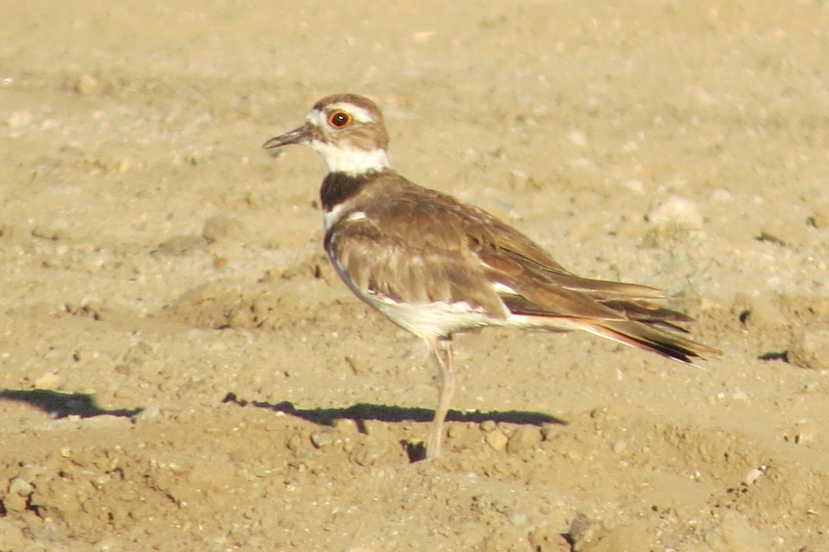 Killdeer - ML639538426