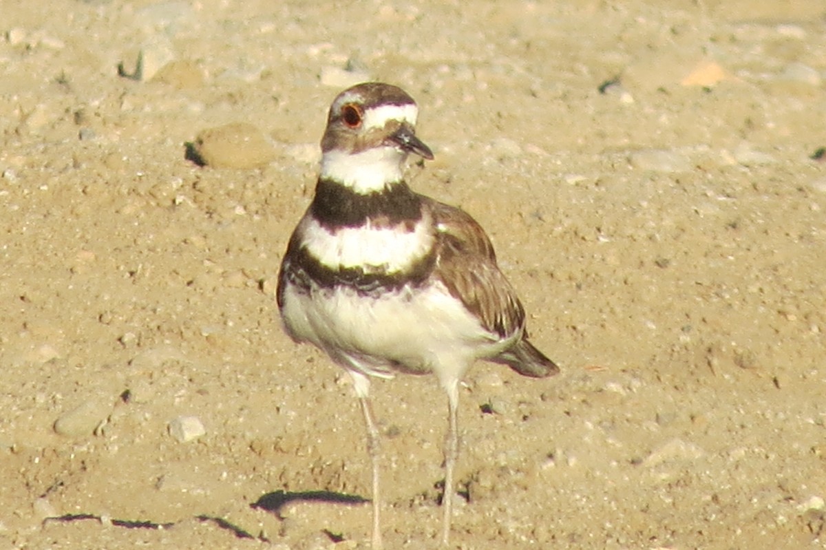 Killdeer - ML639538428