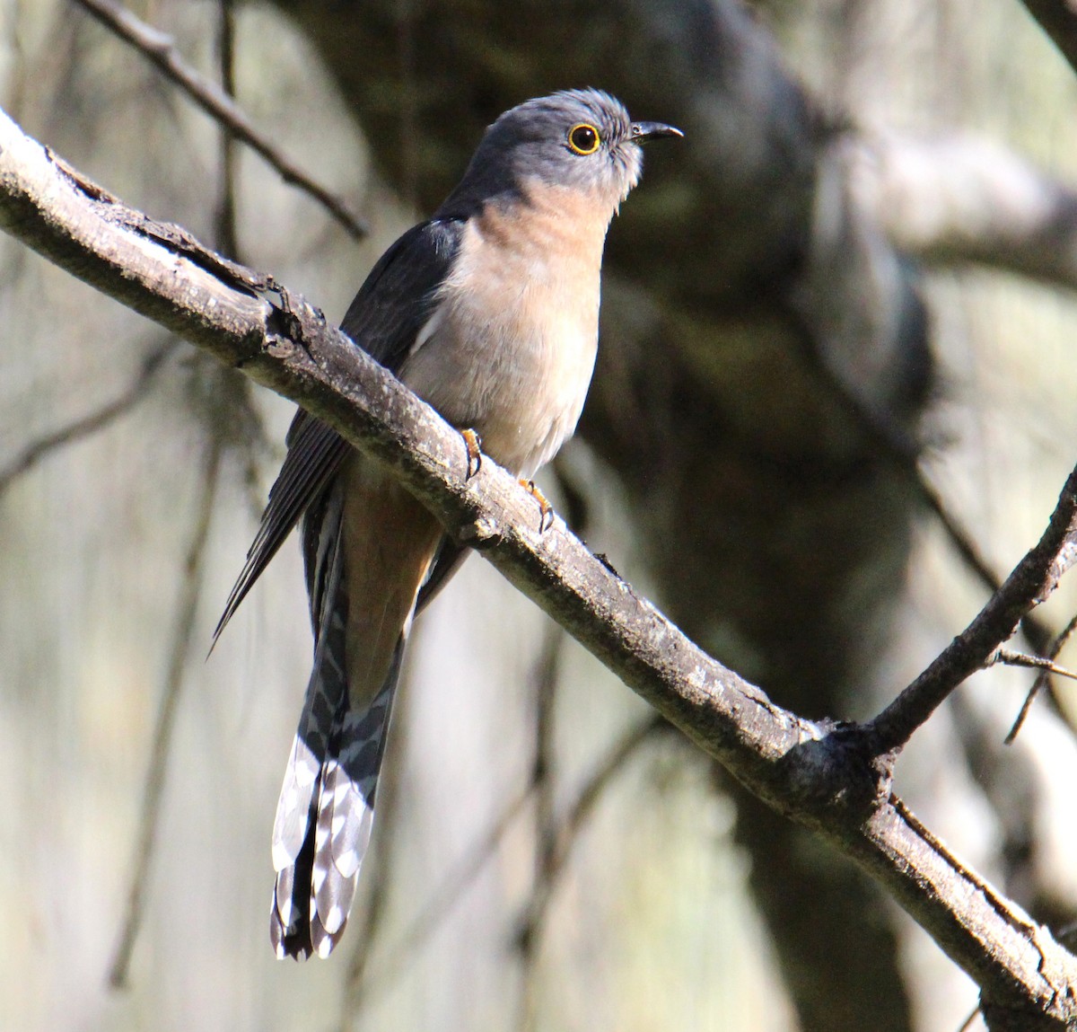 Fan-tailed Cuckoo - ML639538430
