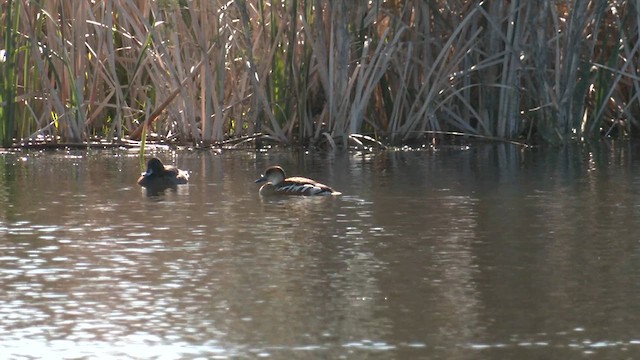 オオリュウキュウガモ - ML639538472