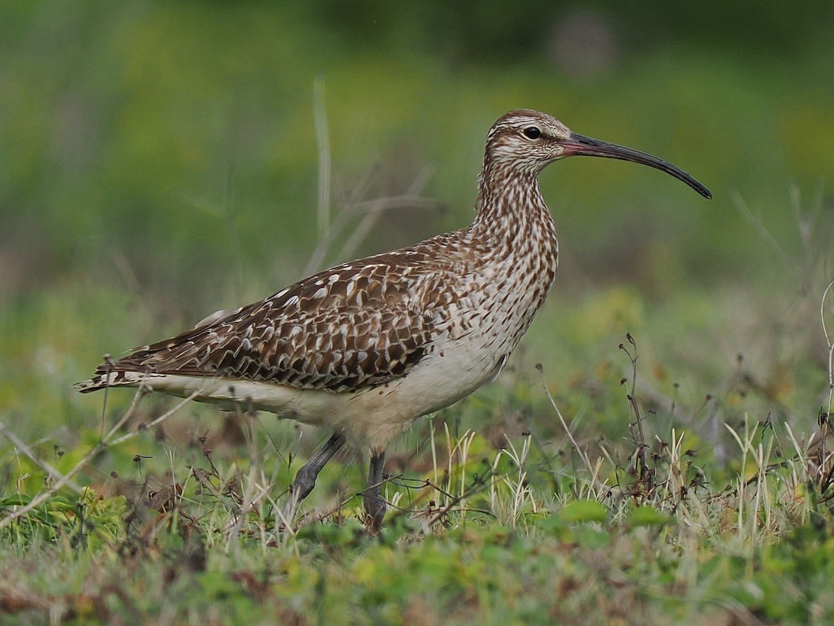 Bristle-thighed Curlew - ML639538478