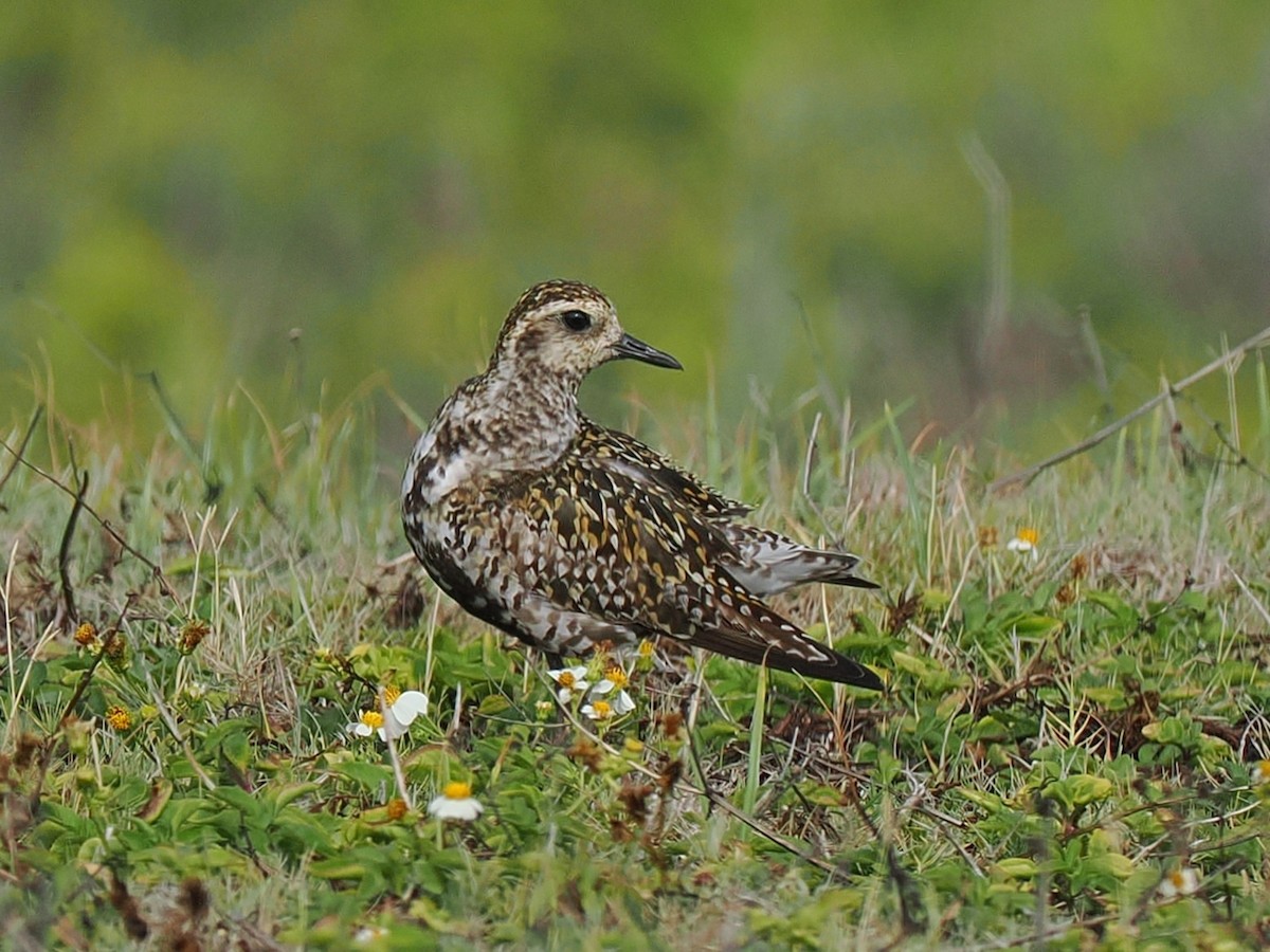 Pacific Golden-Plover - ML639538487