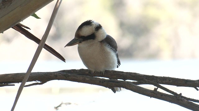 Laughing Kookaburra - ML639538512