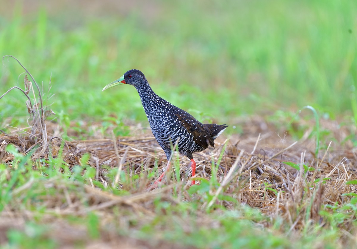 Spotted Rail - ML639538557
