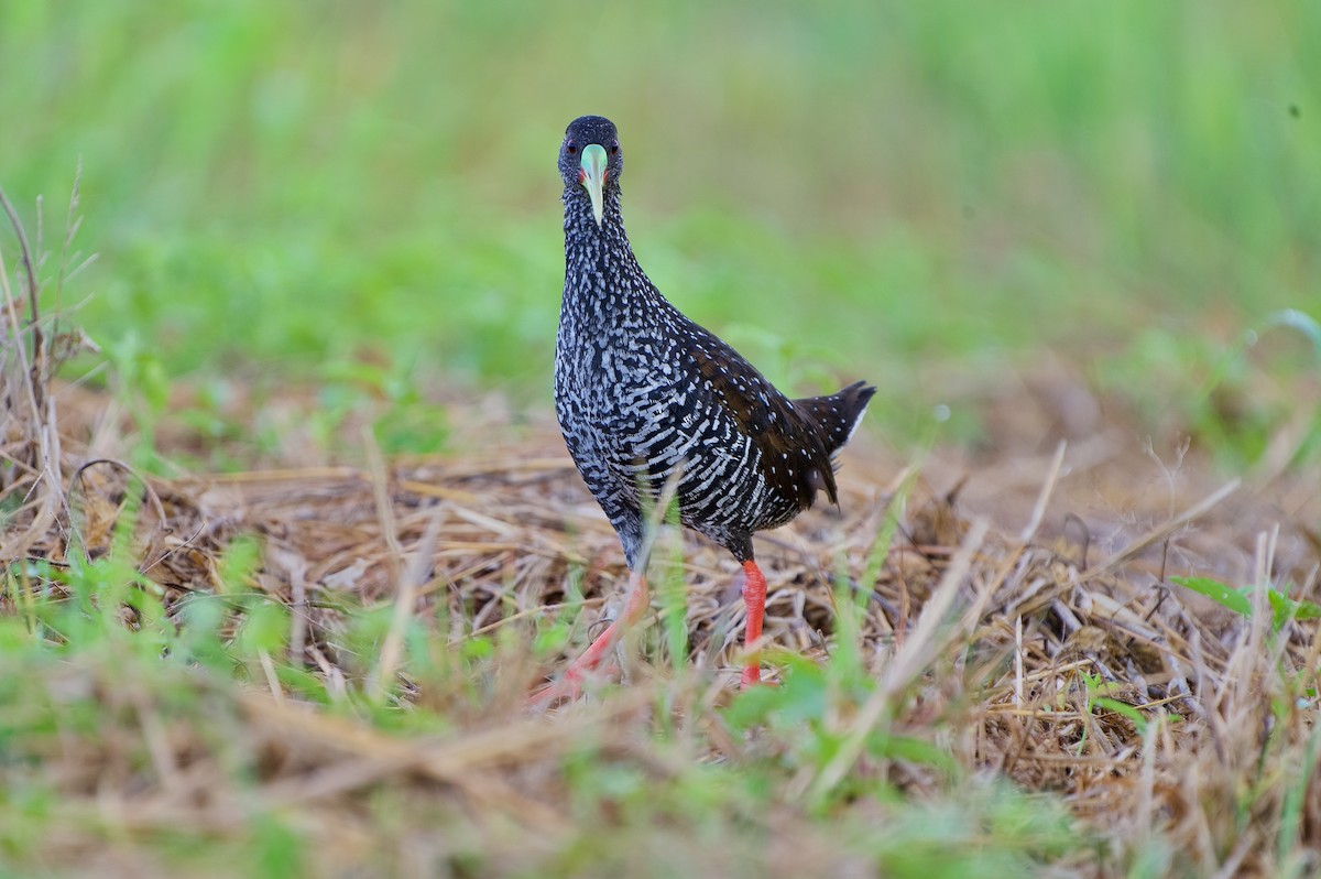 Spotted Rail - ML639538558