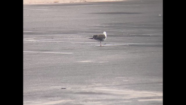 Клуша - ML639538585