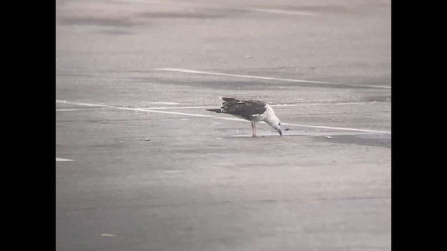 Клуша - ML639538586