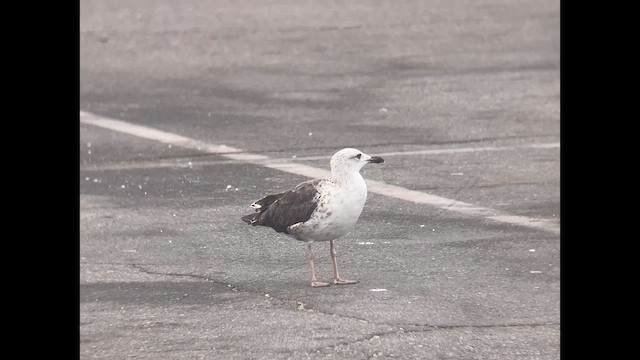 Клуша - ML639538588