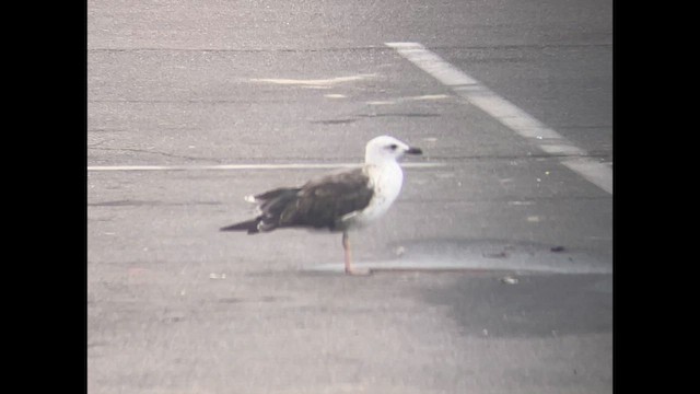 Клуша - ML639538589