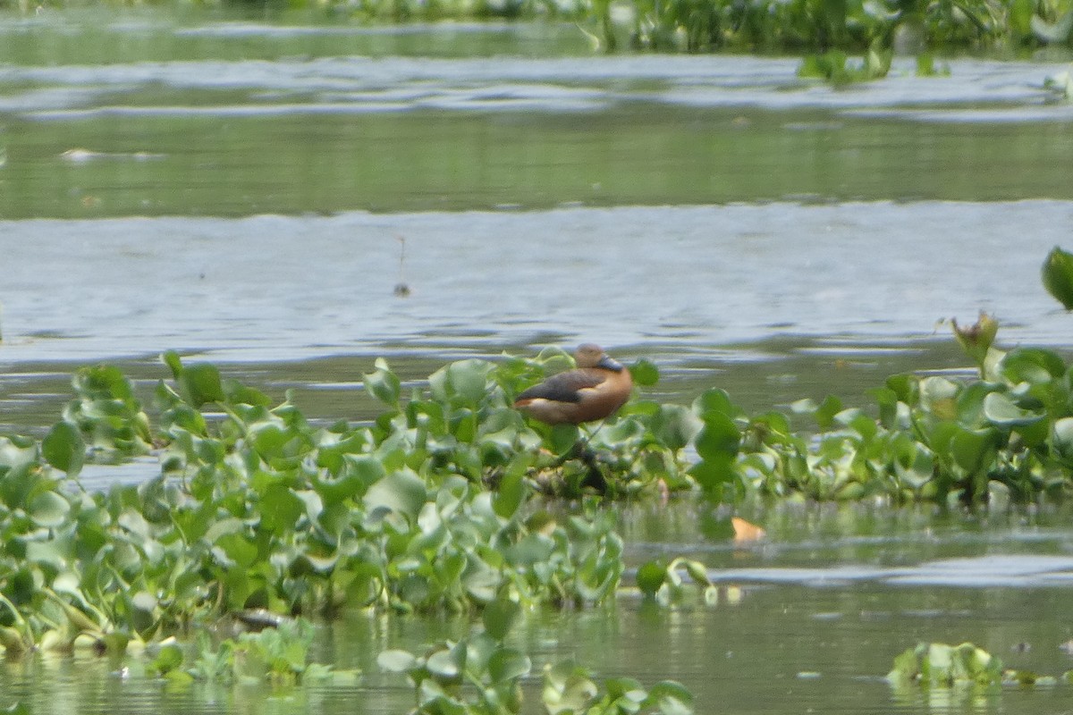 Lesser Whistling-Duck - ML639538601