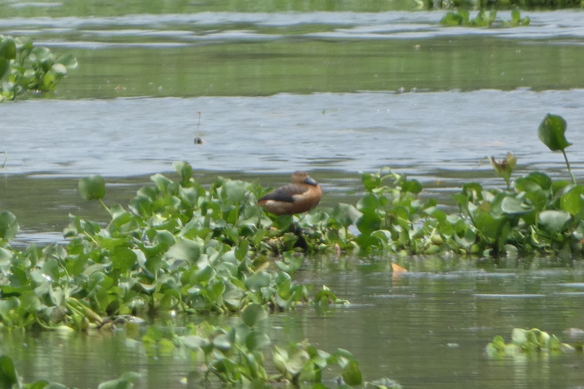 Lesser Whistling-Duck - ML639538602