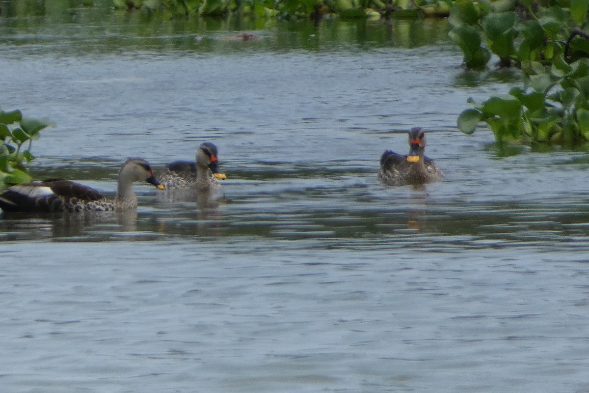 Indian Spot-billed Duck - ML639538607