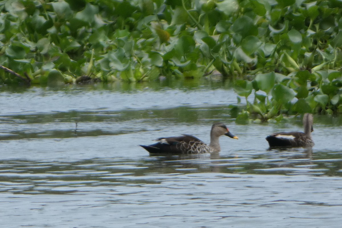 Indian Spot-billed Duck - ML639538608