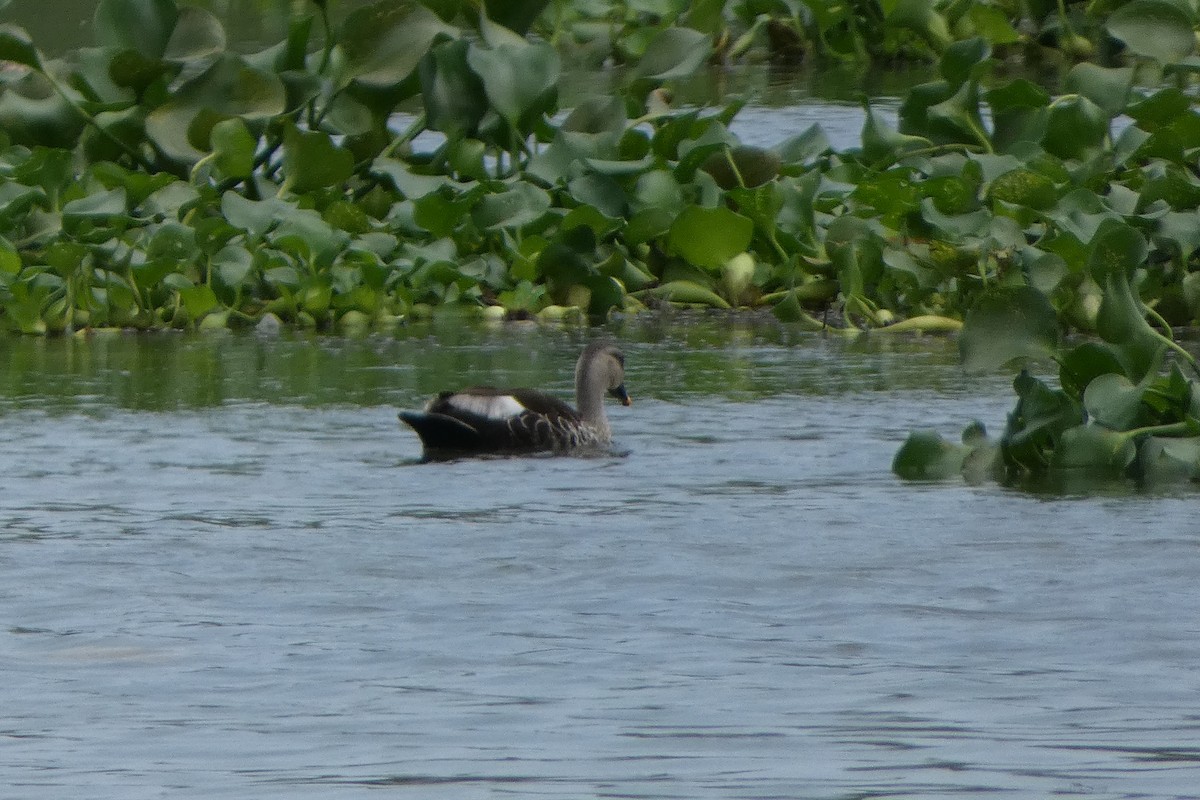 Indian Spot-billed Duck - ML639538609