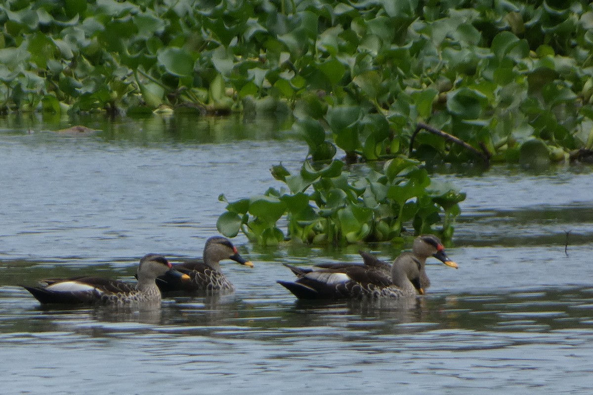 Indian Spot-billed Duck - ML639538610