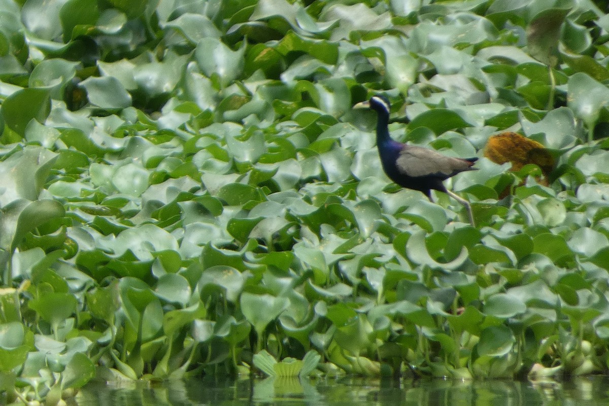 Bronze-winged Jacana - ML639538612