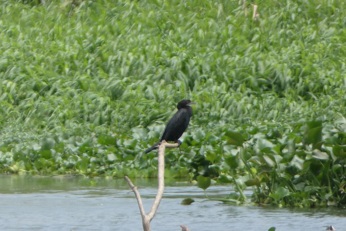 Little Cormorant - ML639538613