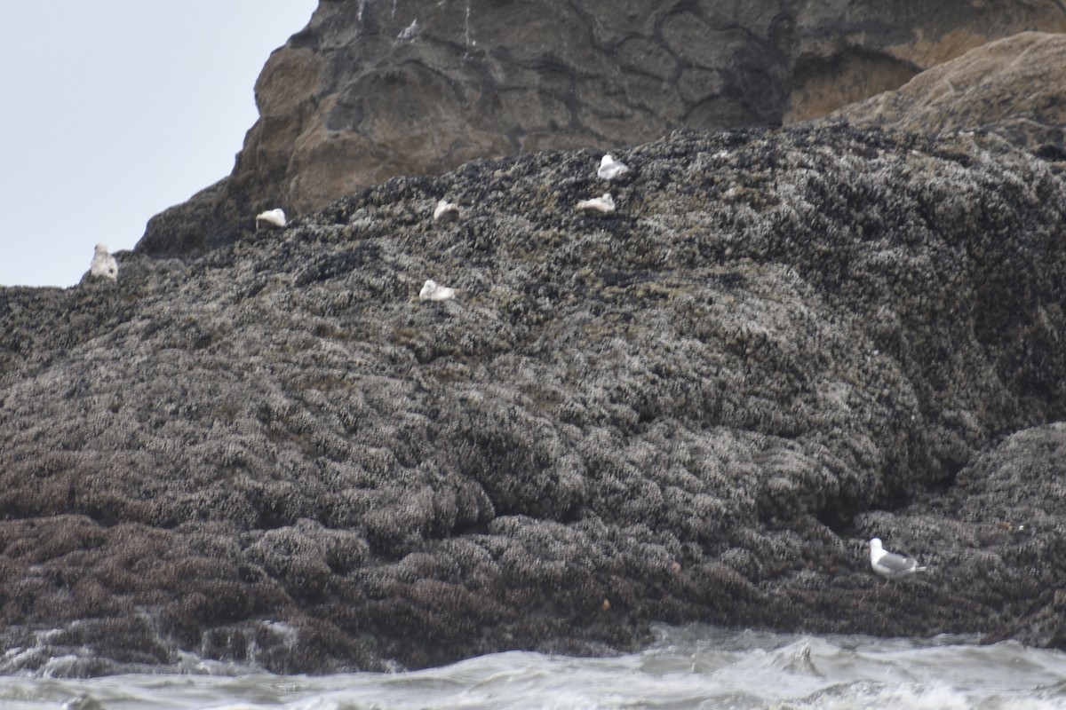 Glaucous-winged Gull - ML639538619