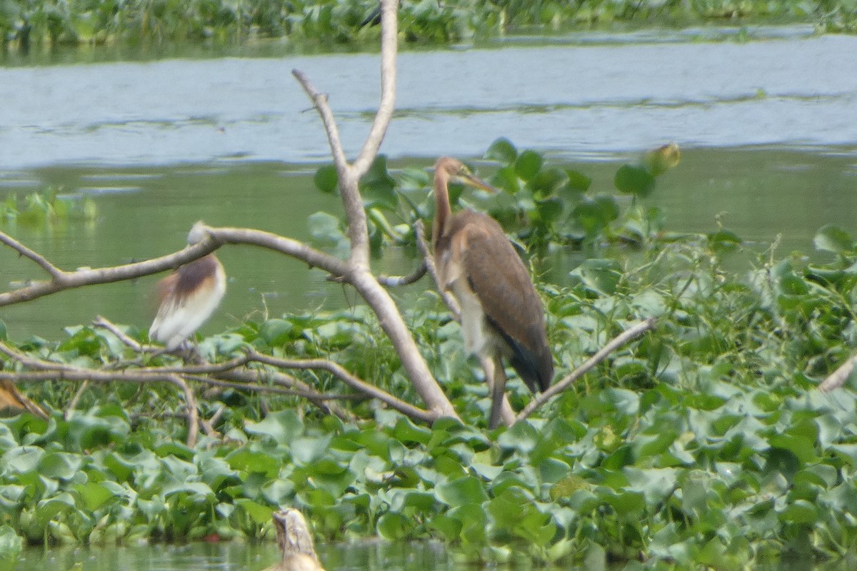 Purple Heron - ML639538621