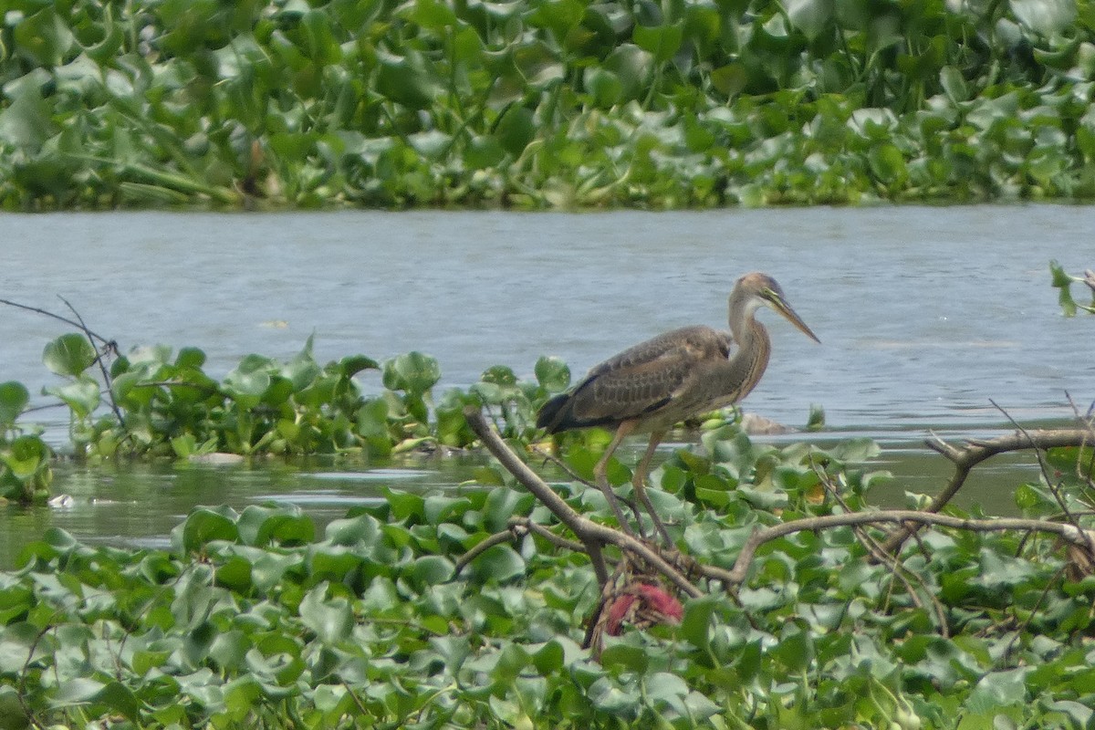 Purple Heron - ML639538622