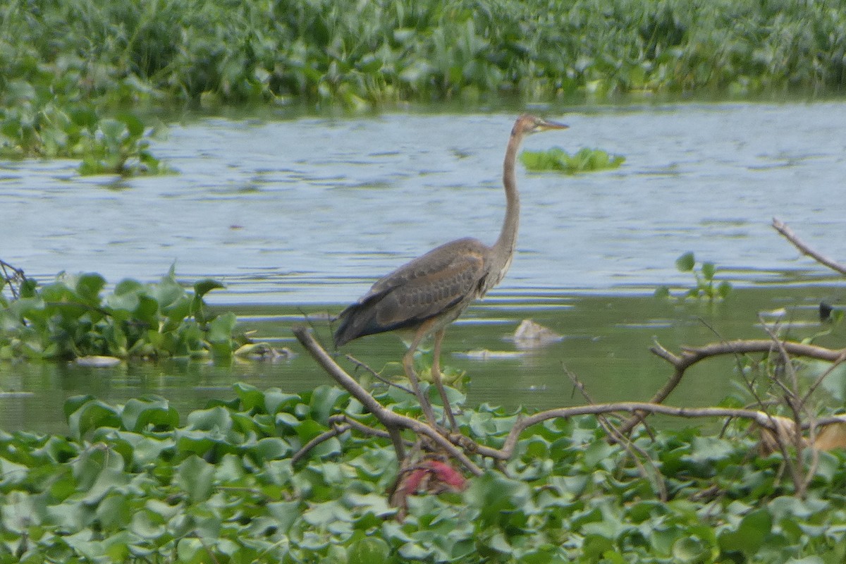 Purple Heron - ML639538623