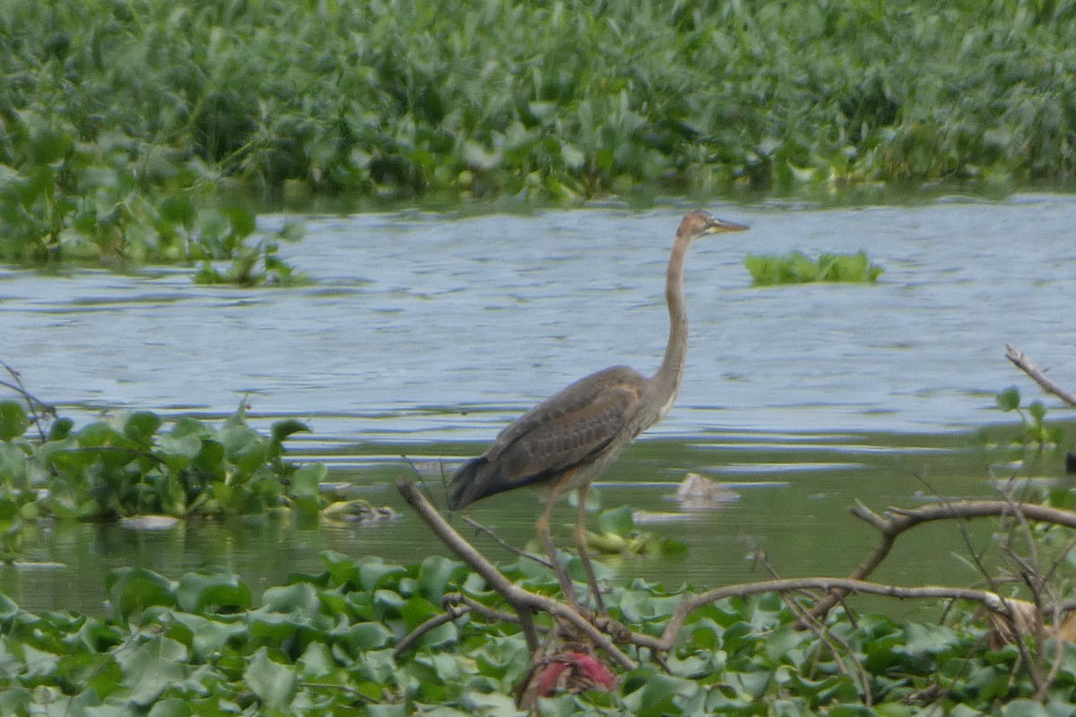 Purple Heron - ML639538624