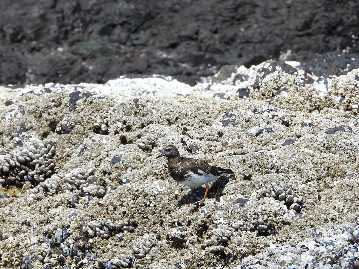 Black Turnstone - ML639538688