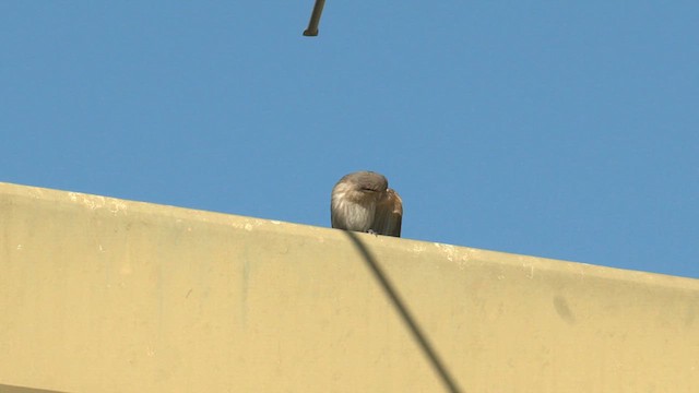 Singing Honeyeater - ML639538745