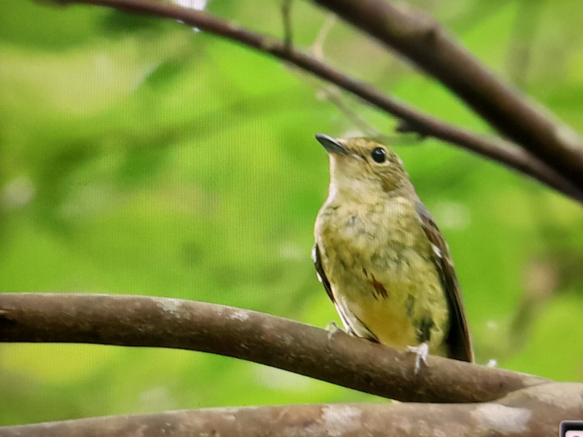 Ryukyu Flycatcher - ML639538793