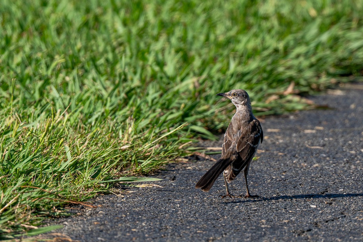 Northern Mockingbird - ML639538798