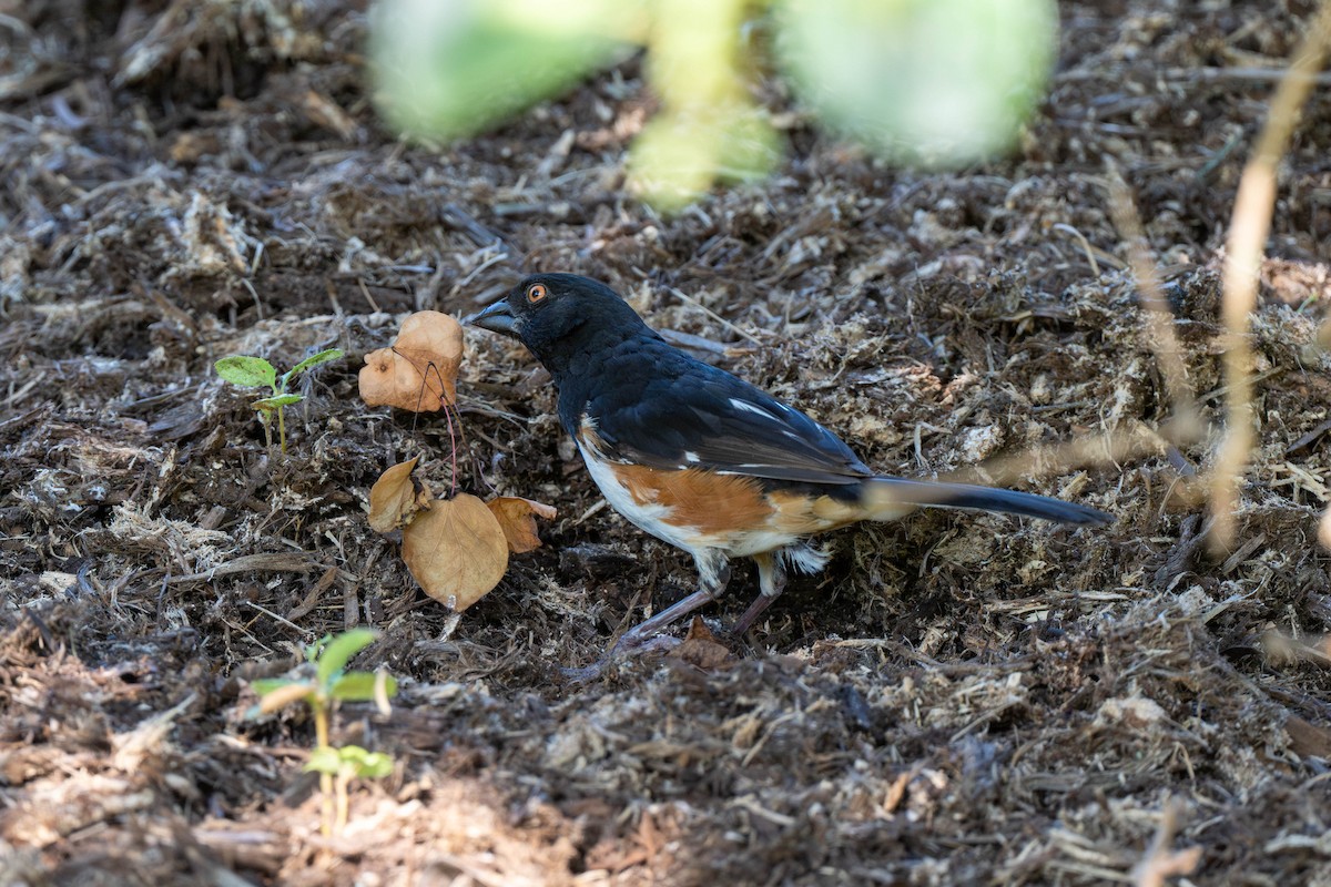 Eastern Towhee - ML639538800