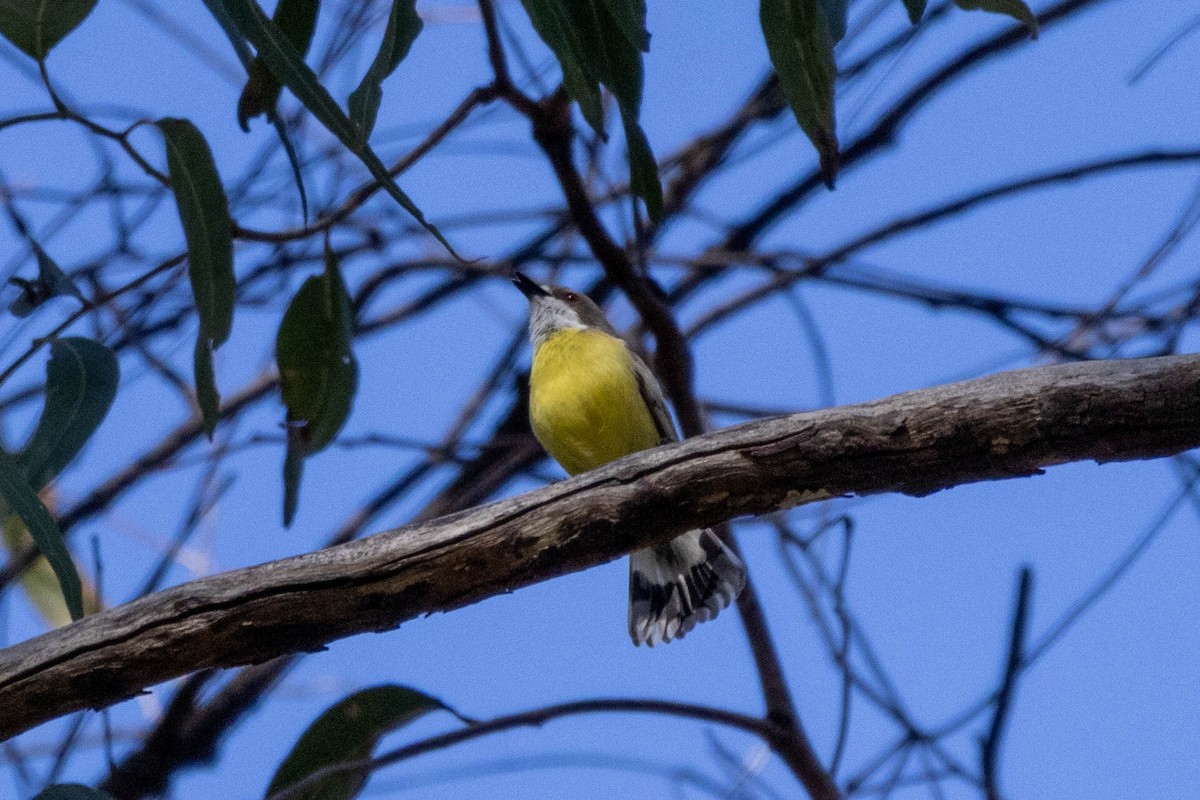 White-throated Gerygone - ML639538804