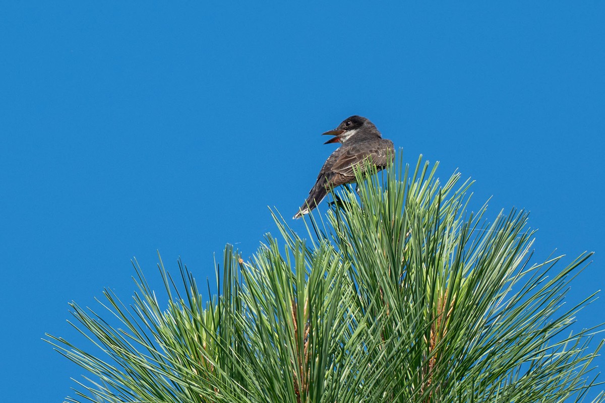 Eastern Kingbird - ML639538809