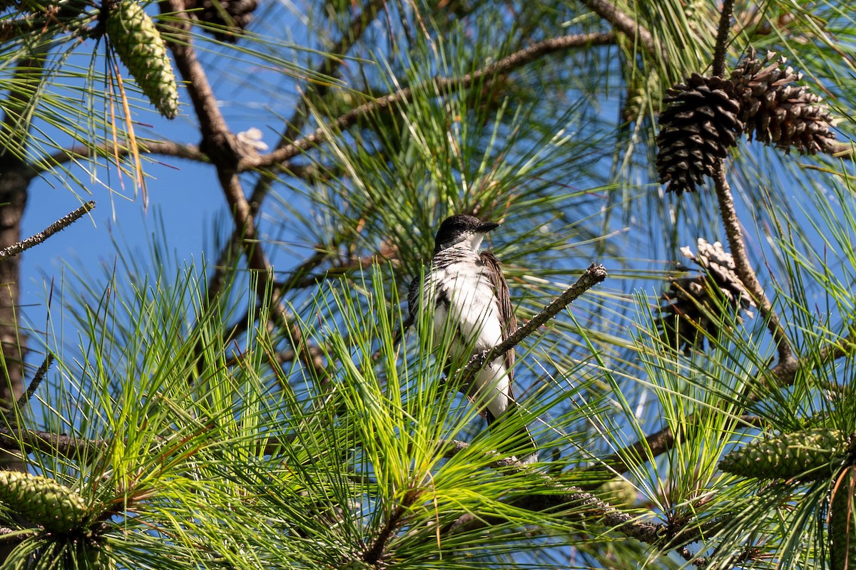 Eastern Kingbird - ML639538810