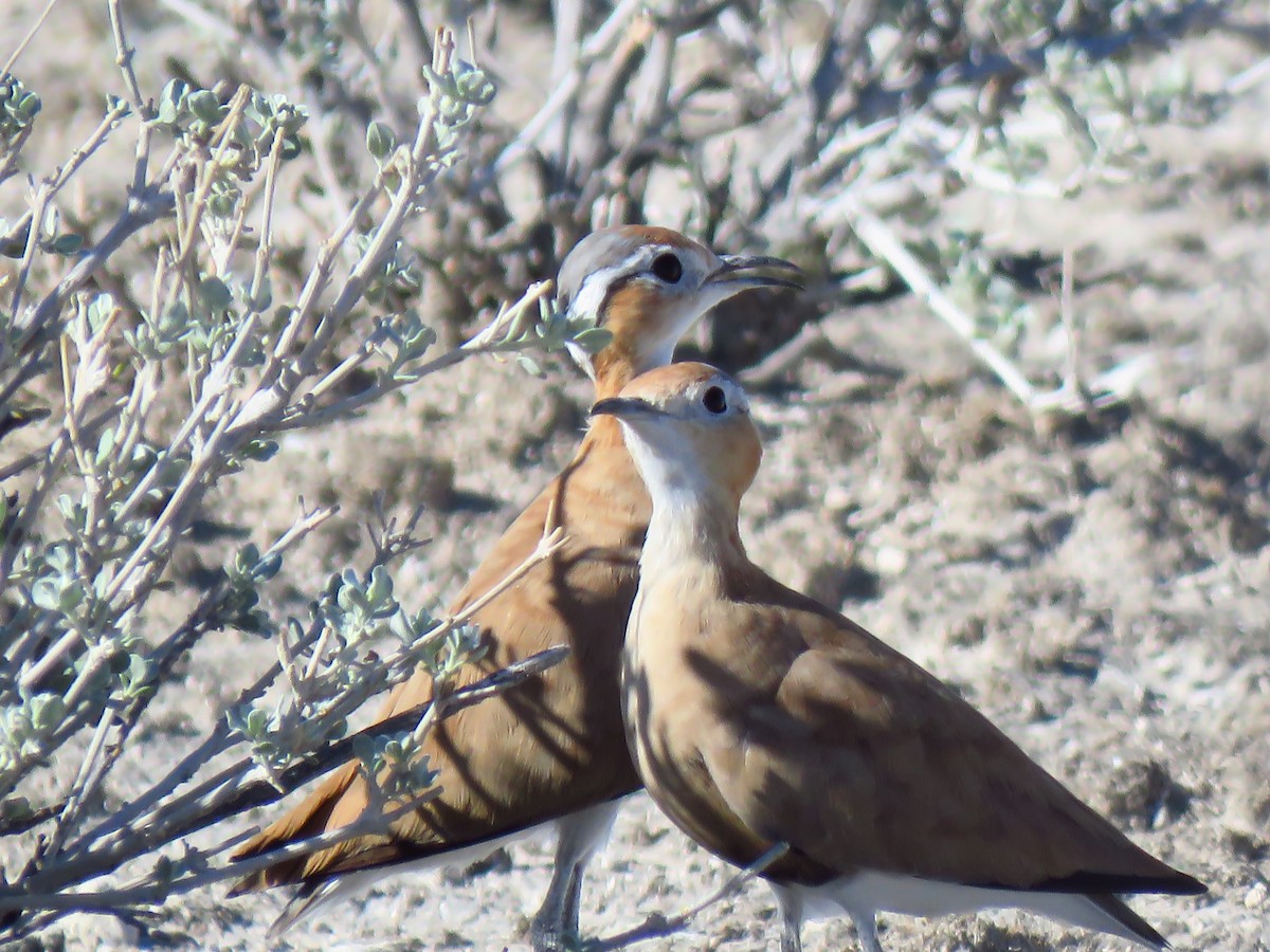Burchell's Courser - ML639538812