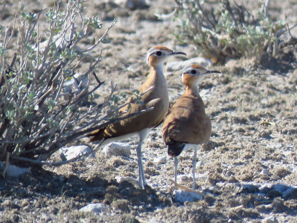 Burchell's Courser - ML639538813