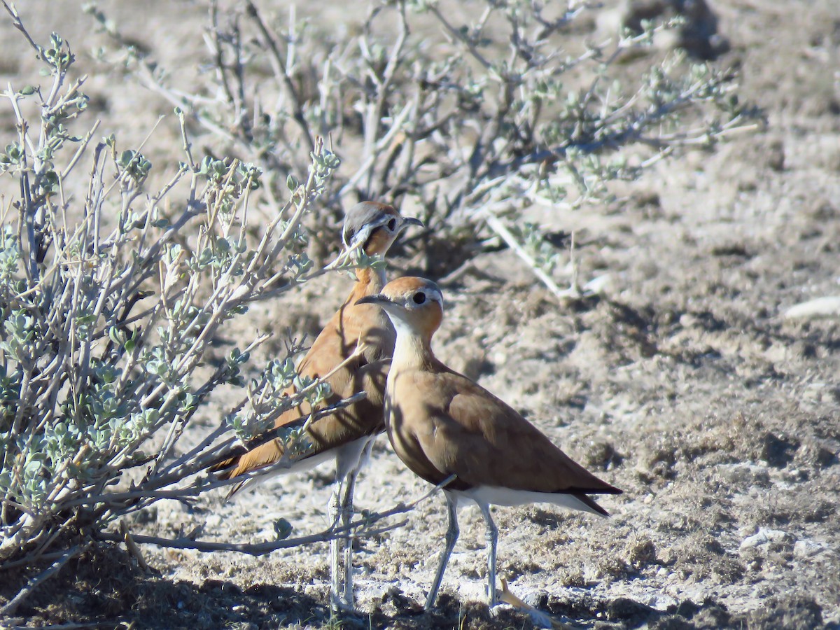 Burchell's Courser - ML639538814