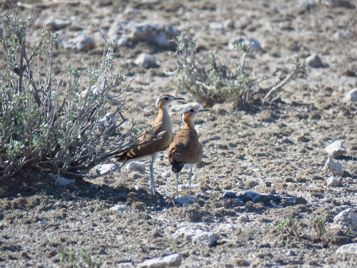 Burchell's Courser - ML639538817