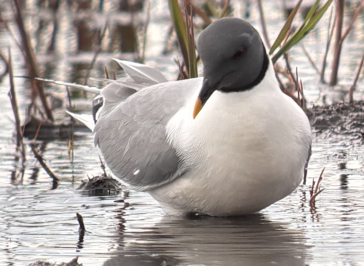 Sabine's Gull - ML639538823