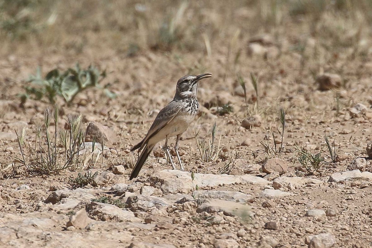 Greater Hoopoe-Lark - ML639538926