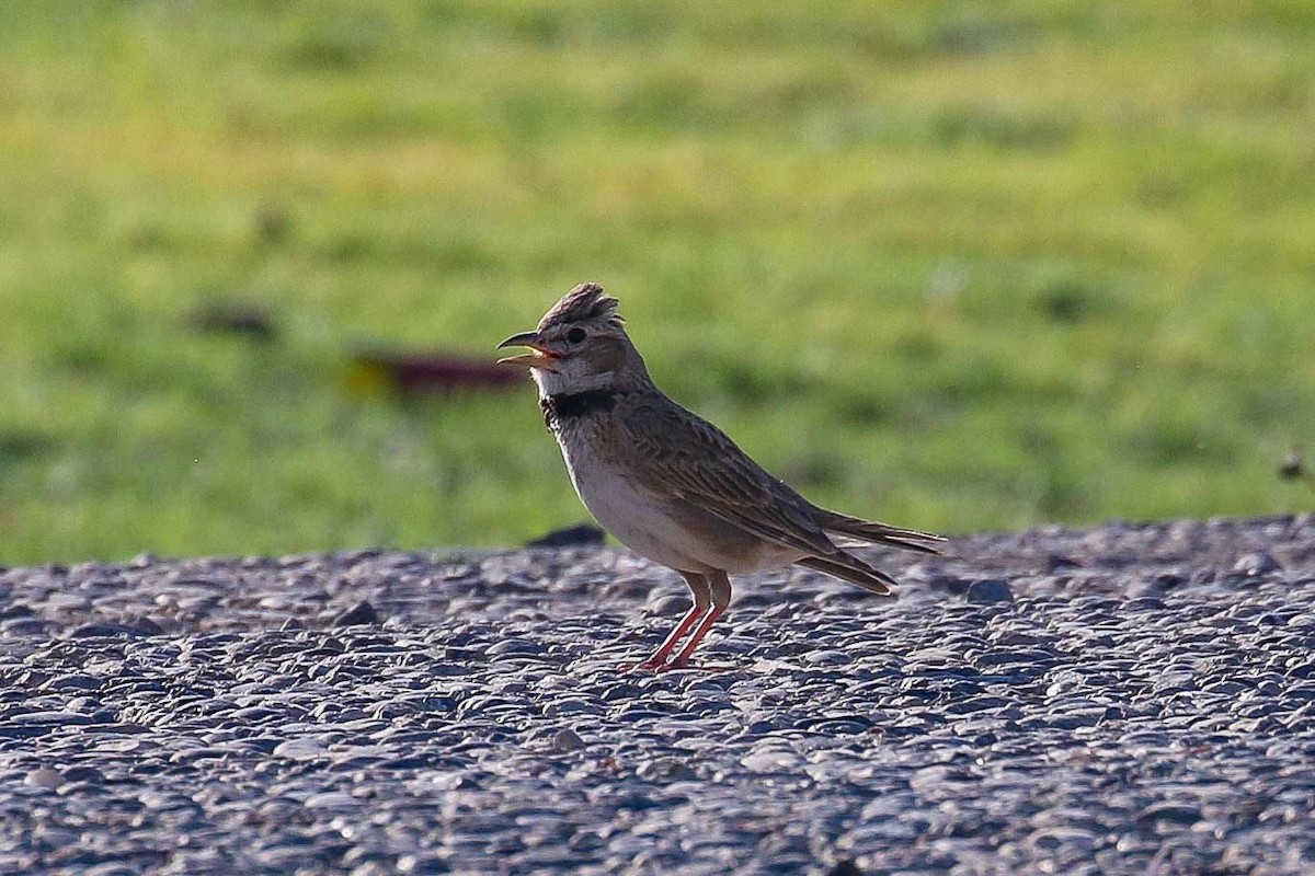 Calandra Lark - ML639538977