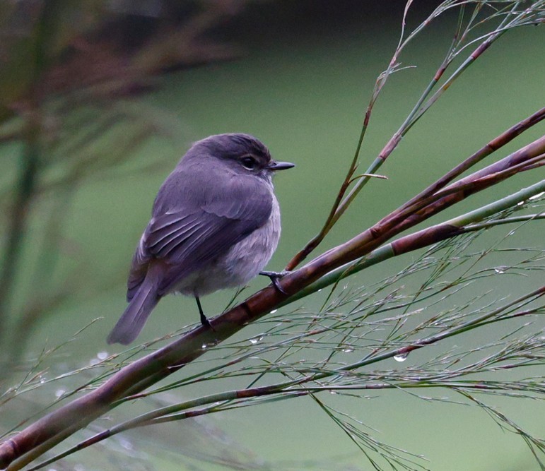 African Dusky Flycatcher - ML639539007