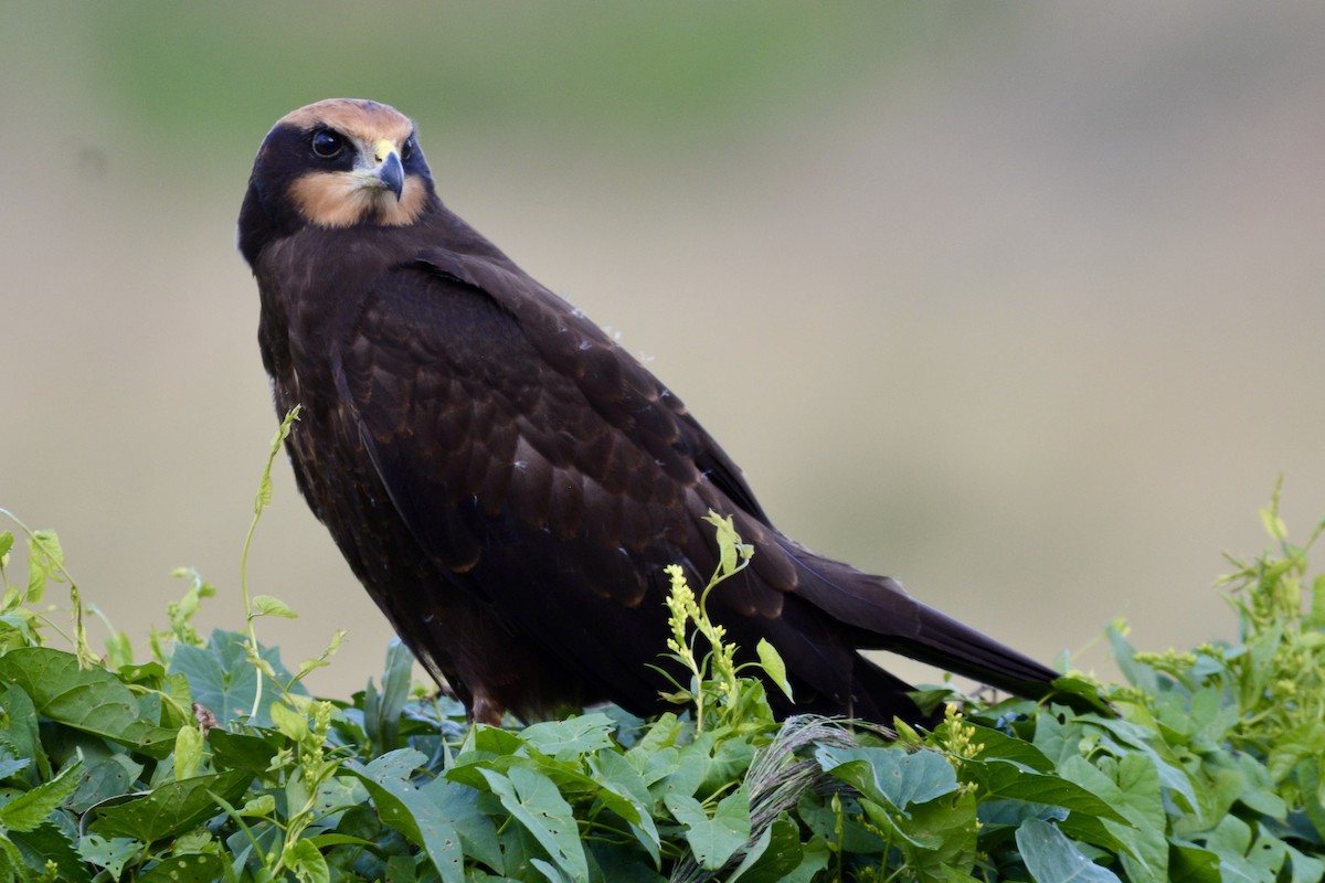 Western Marsh Harrier - ML639539022