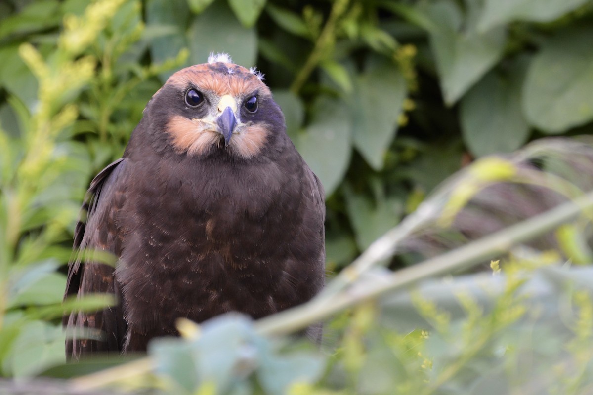 Western Marsh Harrier - ML639539023