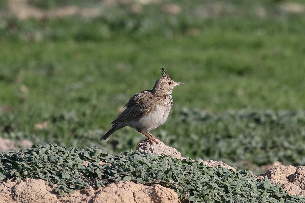 Crested Lark - ML639539105