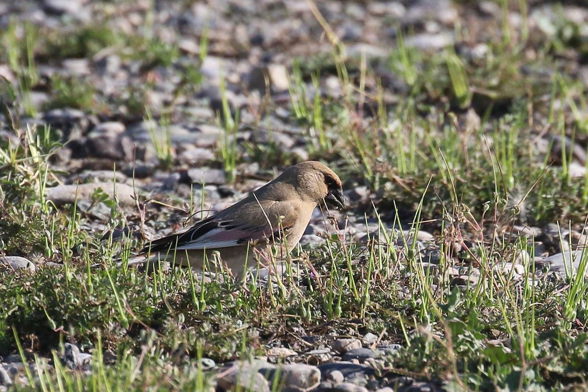 Desert Finch - ML639539108