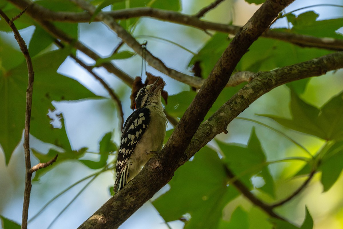 Downy Woodpecker - ML639539157