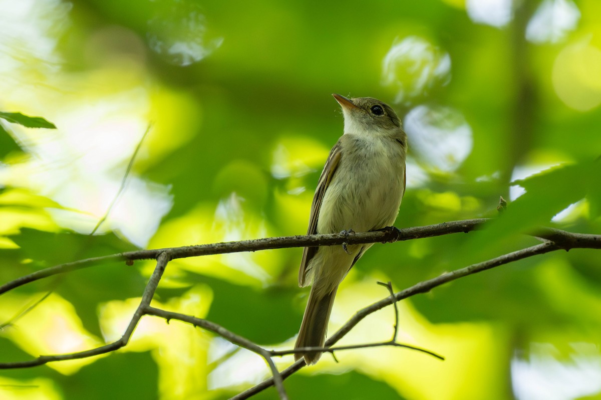 Acadian Flycatcher - ML639539160
